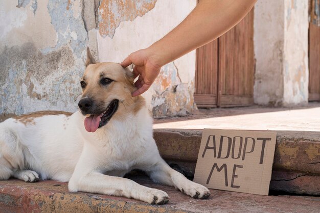 Jak proces adopcji może zmienić życie bezdomnego zwierzaka?